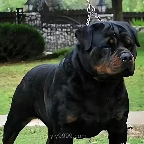 7岁男童遭恶犬撕咬：儿童防犬攻略